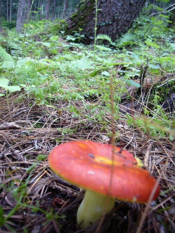 Travel - India - Himachal Pradesh - Parvati Valley - Pulga - Forest Above Pulga
